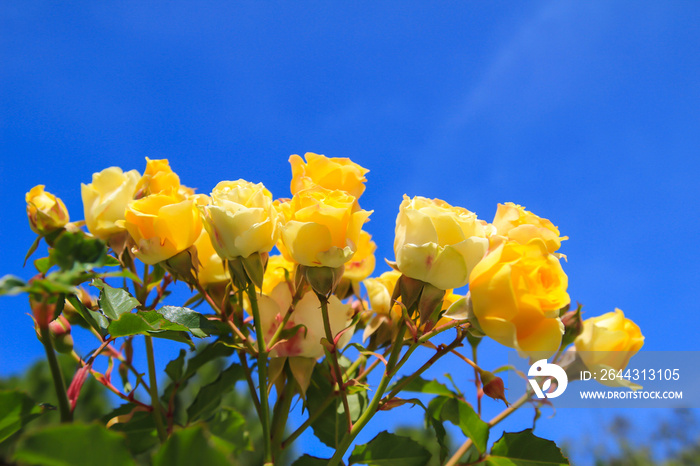 yellow rose with blue sky