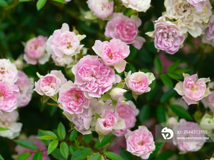 バラ園の満開のミニ薔薇の花