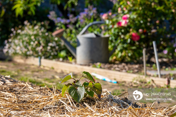 Joli jardin potager fleuri et arrosoir en été.