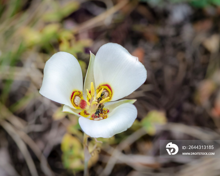 Nuttalls White Sego Lily (Calochortus nuttallii) a bulbous perennial herb endemic to the Western United States and the State Flower of Utah. This one is in Great Basin National Park.