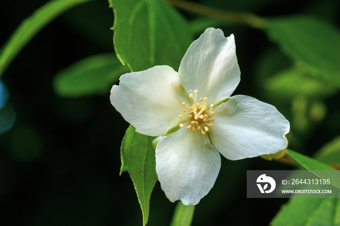 Blooming bush Philadelphus coronarius close up.