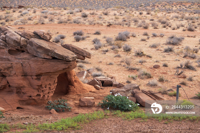 Sacred Datura flower mounds in the desert