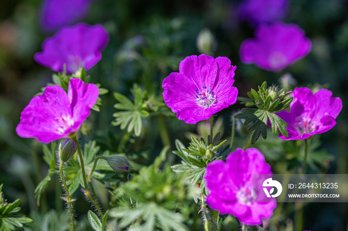 Bloody Cranesbill - Geranium sanguineum Pink Garden Flower