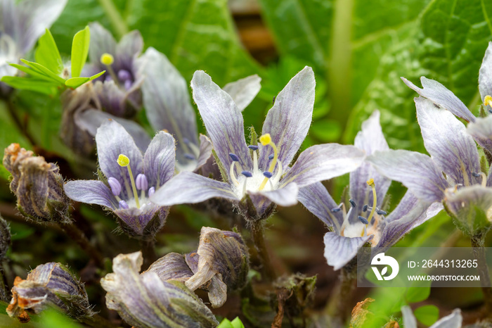 Mandragora (plant genus). Plant with leaves and lilac flowers in nature. Forest flowers background. Purple flowers of Mandragora autumnalis plant