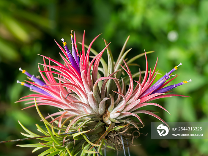 tillandsia flower air plant.