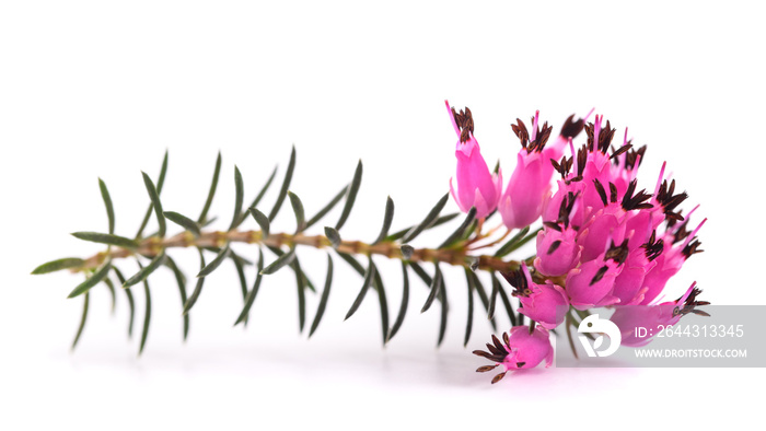 Purple heather flowers