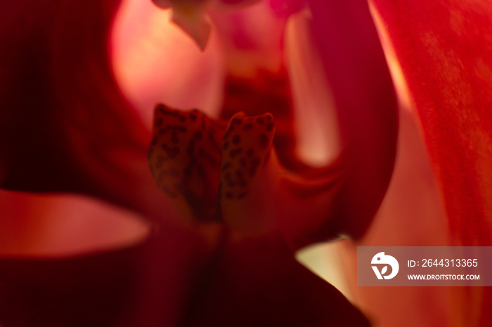 Red orchid flower close up macro photo. Sensual photo with orchid for card design.