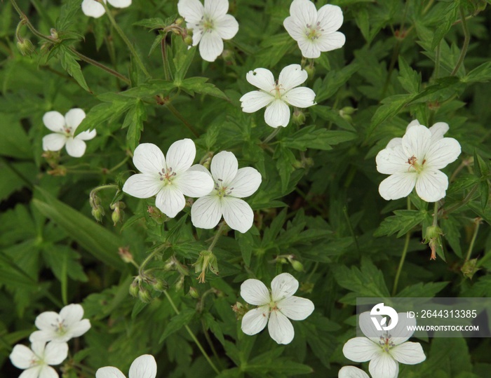 White Geranium (Geranium richardsonii) wildflowers in Big Snowy Mountains, Montana