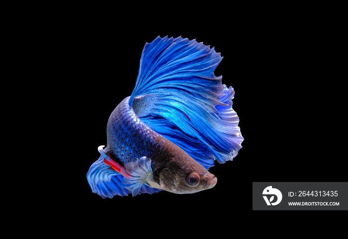 fighting fish isolated of Capture the moving moment on black background ( Betta fish ) - include clipping pat