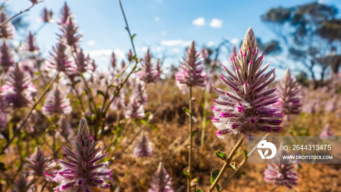 Australian pink wildflower, Bush Flower, Lambtails, Pink Mulla-Mulla