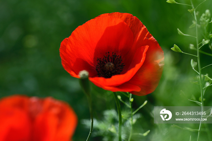 Macro photography of the bright fresh poppy within green grass.Beautiful summer flowers.Floral background.