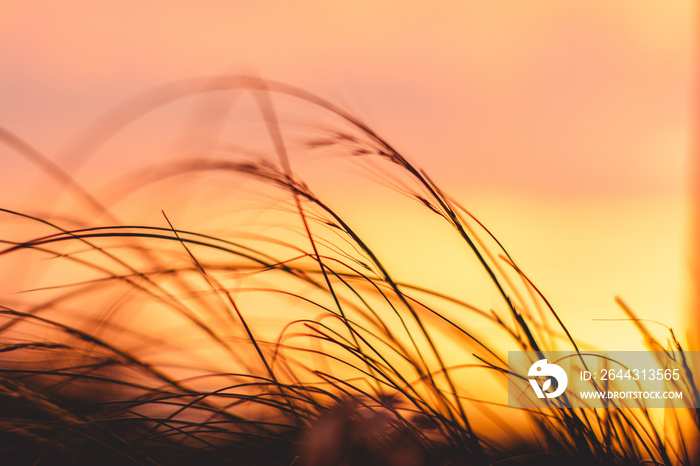 Grass flower silhouette with beautiful sunset and soft focus.