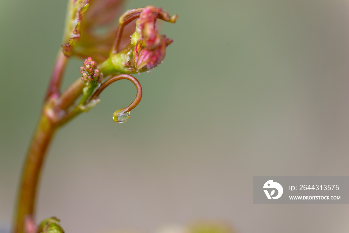 grapevine sprout, young leaves bud flower