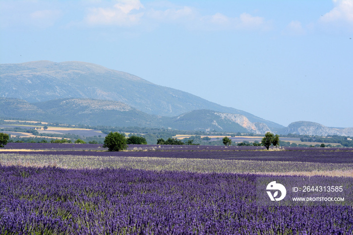 Landscape of blooming  lavenders and clary sage in Valensole. Trees and the Alps mountains. Provence in France