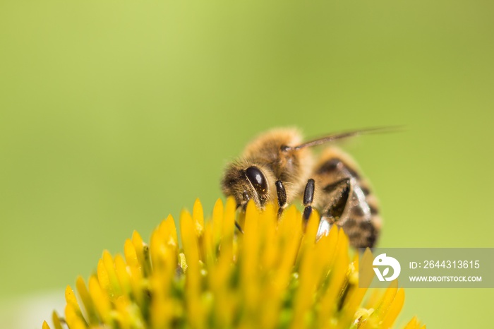 Beautiful honey bee closeup on flower gather nectar and pollen. Animal sitting for pollination. Important insect for environment ecology ecosystem. Awareness of nature climate change sustainability