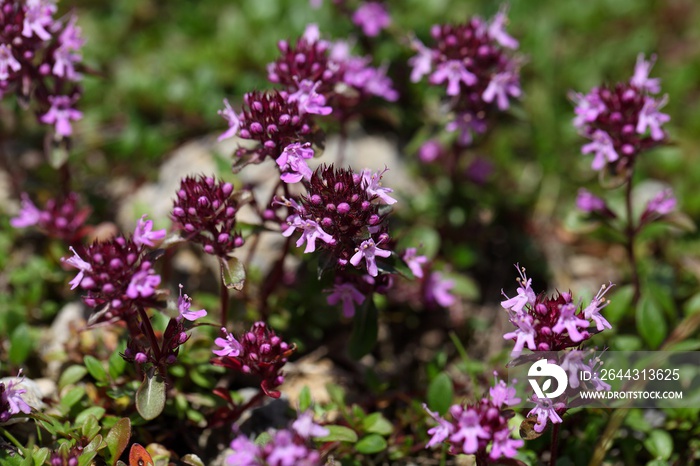 Mother of thyme flowers (Thymus praecox)