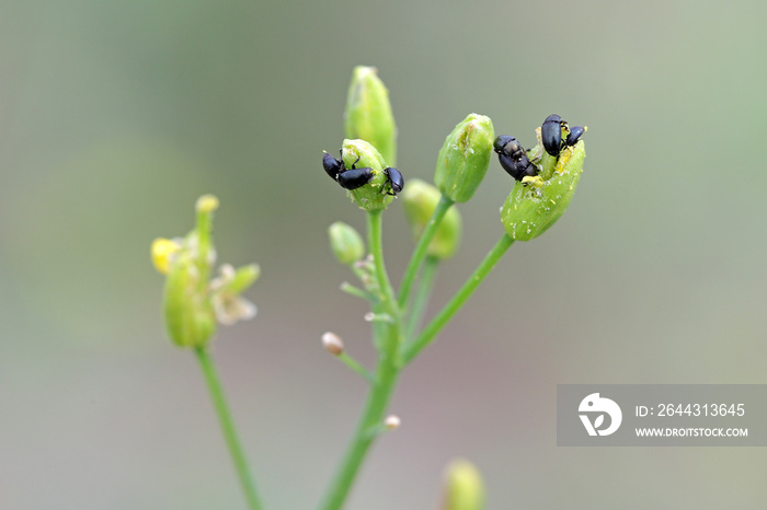 Winter rapeseed flowers damaged by Brassicogethes (formerly  Meligethes) aeneus. It is an abundant pollen beetle, important pest of oilseed rape.