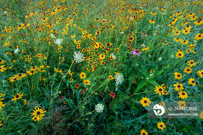 Black-eyed Susan, Queen Anne’s lace, purple coneflower, coreopsis, and blanket flowers in meadow on floodplain of the Rivanna River in Charlottesville, Va.