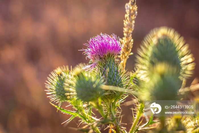 Closeup of a thistle flower with a blurry background.