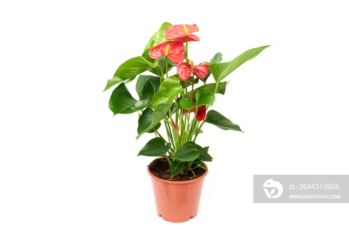 Red anthurium in brown plastic pot isolated on white background