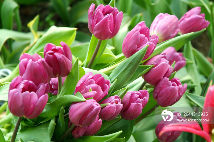 Pralormo, Piedmont, Italy.  Messer Tulipano gardening exhibition with spring tulips blooming at Pralormo Castle.