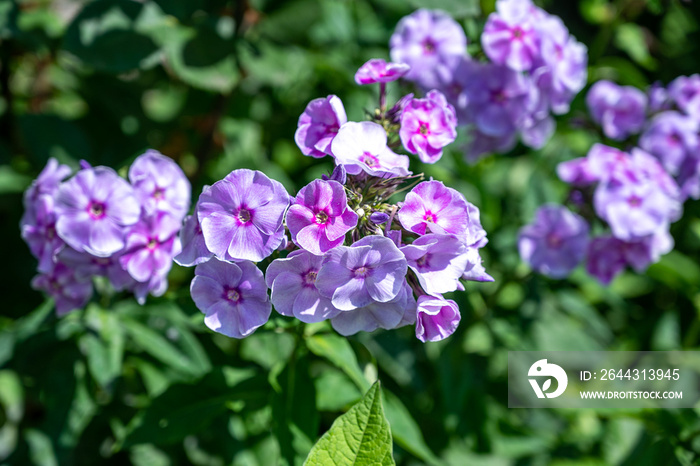 The beautiful purple garden phlox flowers blooming under the sun