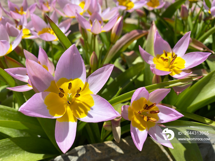 Beautiful Tulip.top view  tulipa saxatilis. pink and yellow flowers in garden.