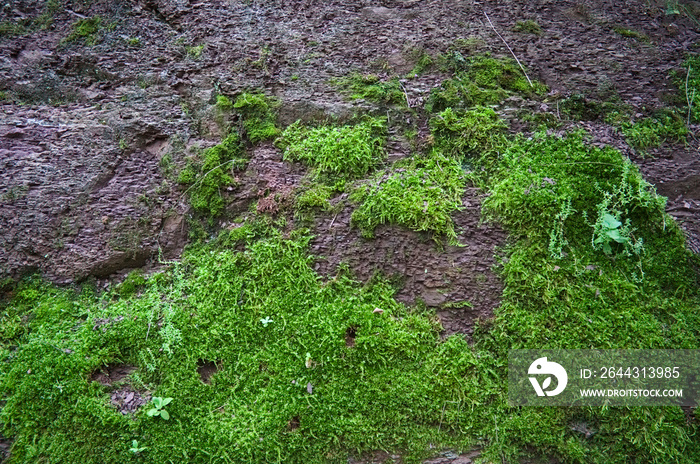 Green moss texture on the rock in a forest