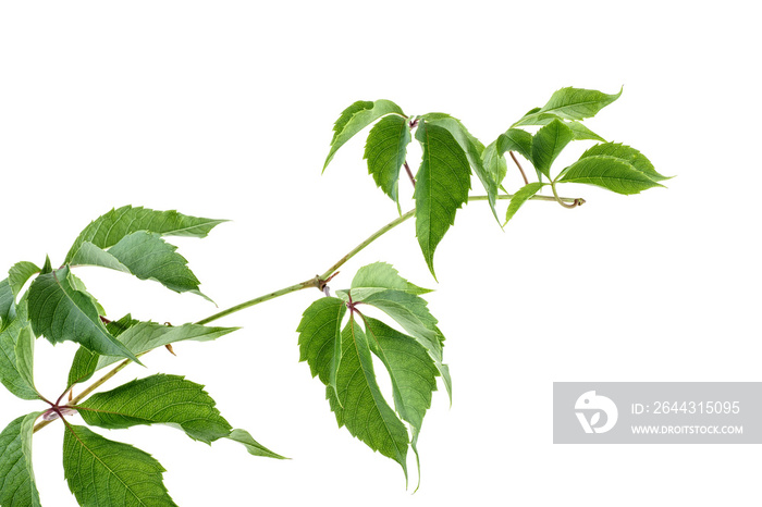 Green twig of grapes leaves isolated on white background. Parthenocissus quinquefolia foliage.