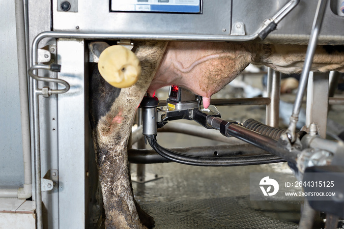 Milking robot on a dairy farm. Automatic milking of cows in the cowshed.