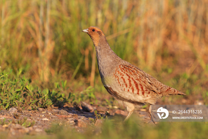 Gray Partridge hiding from a hunter