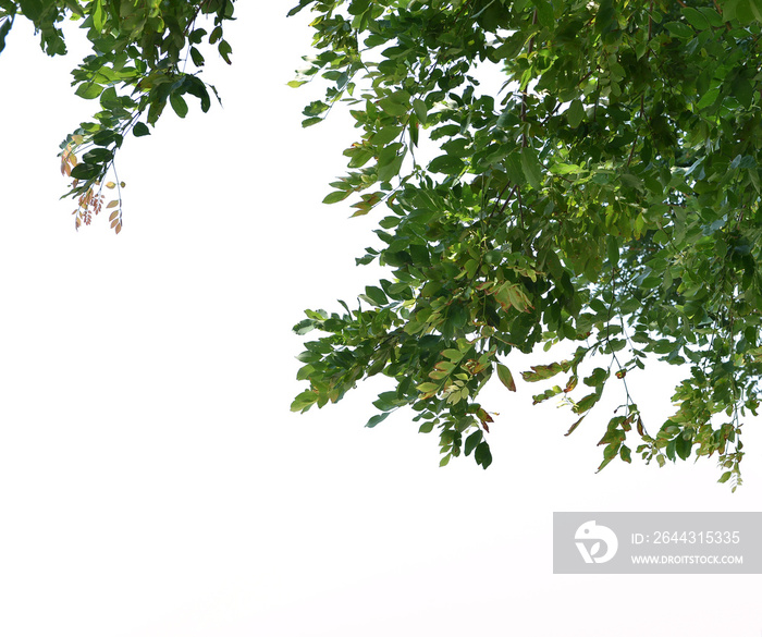 Foreground of lush trees isolated on white background