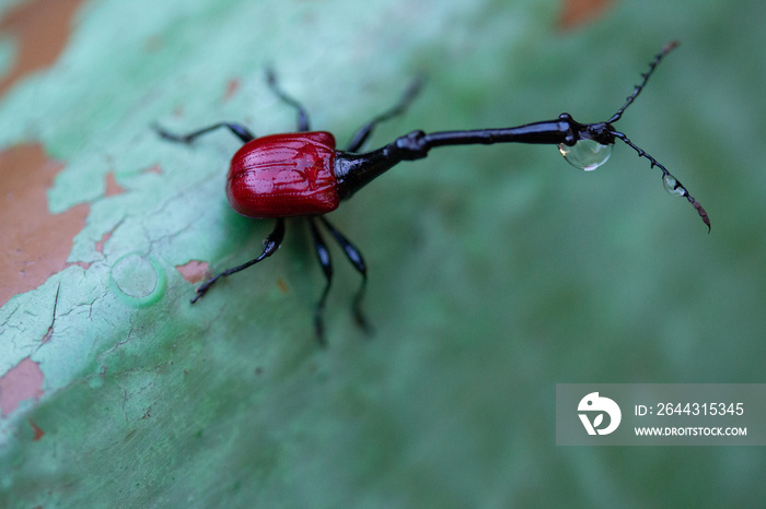 giraffe weevil / beetle (Trachelophorus giraffa of madagascar