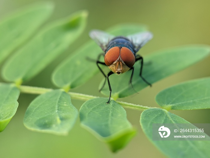 Close up to fly eyes, macro photography extreme close up, fly on the leaf