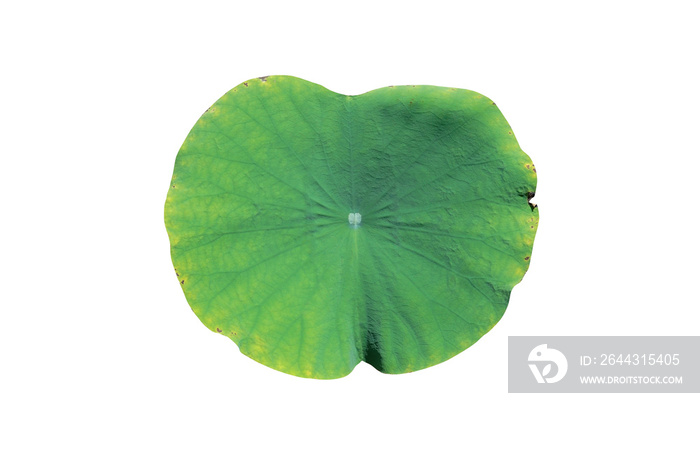 green yellow lotus leaf near become to dry, isolated on white background with clipping path