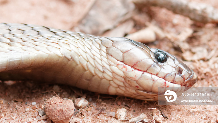 close up of a dead snake