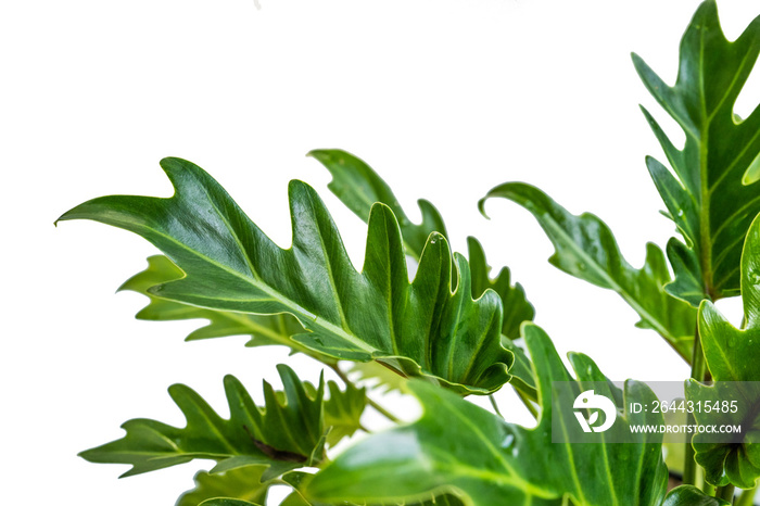 Portrait of tropical leaves of Philodendron Selloum with isolated background