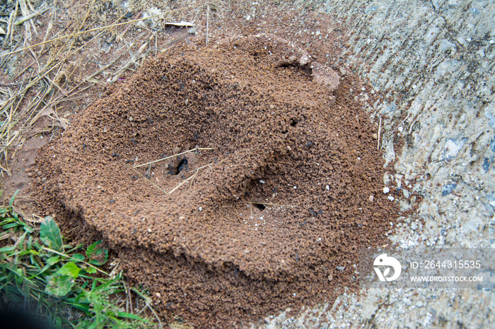 ant nest or home on the red rocket