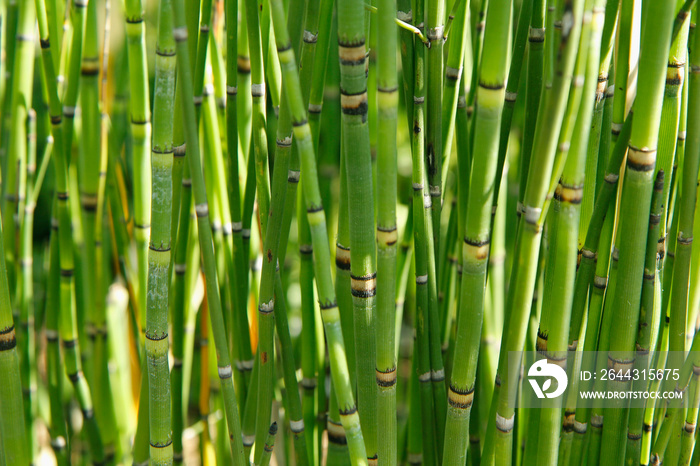 Rough horsetail. Equisetum hyemale.