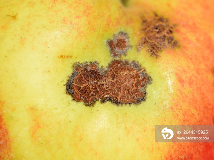 Spots on apple skin. Symptoms of fungal disease apple scab caused by Venturia inaequalis fungus