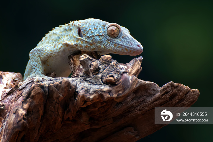 Close up photo of the tokay gecko (Gekko gecko)