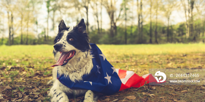 Panting border collie dog outside wearing an american flag cape