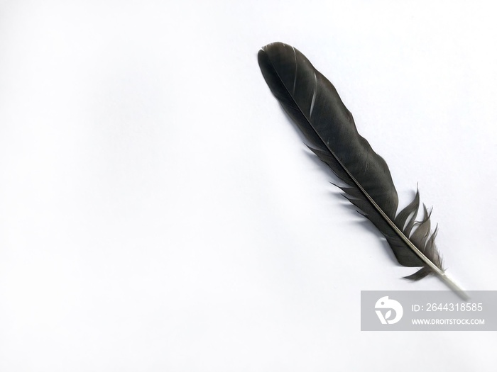 feather on white background