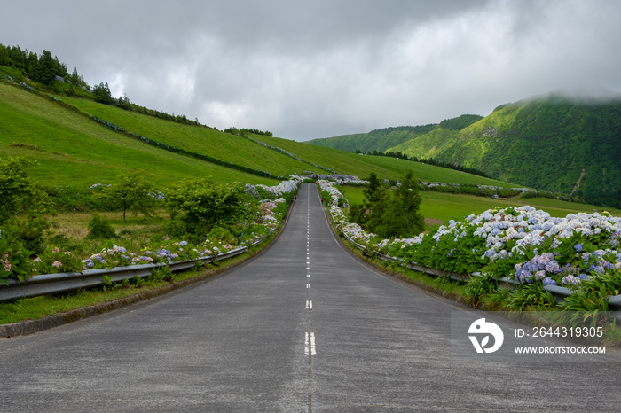 An empty road between Hydrangea Macrophylla flowers in Azores, São Miguel Island, Portugal