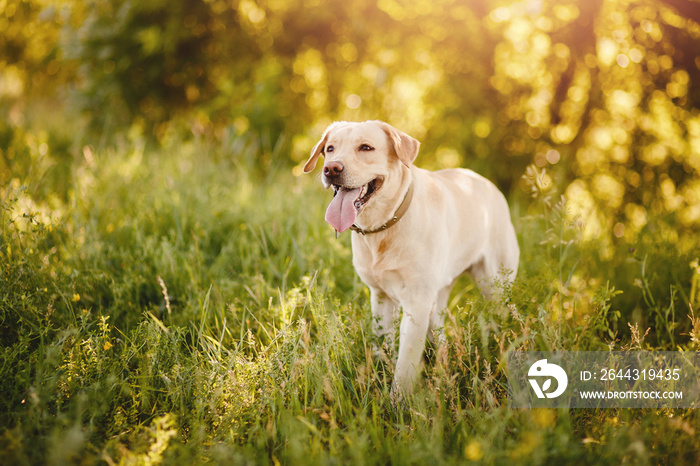 Active, smile and happy purebred labrador retriever dog outdoors in grass park on sunny summer day.