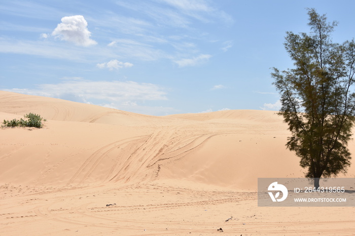 Desert Landscape with Single Tree at White Sand Dunes, Mui Ne, Vietnam