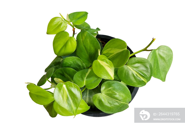 Philodendron Brasil or variegated heart leaf philodendron in flower pot isolated on white background. Its dark green, heart-shaped leaves with splashes of variegation in shades of lime green.