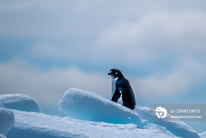 Adelie penguins on icebergs and icefloats along the coast of the Antarctic Peninsula, Antarctica