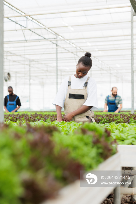 Greenhouse african american farmer cultivating lettuce in hydroponic enviroment taking care of plants for optimal growth. Woman working in organic farm inspecting development before harvesting.