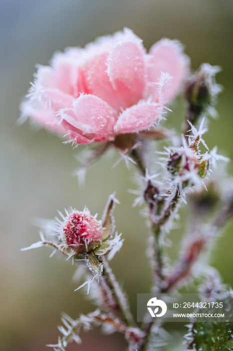 Winter in the garden. The first frosts and frozen rose flowers.